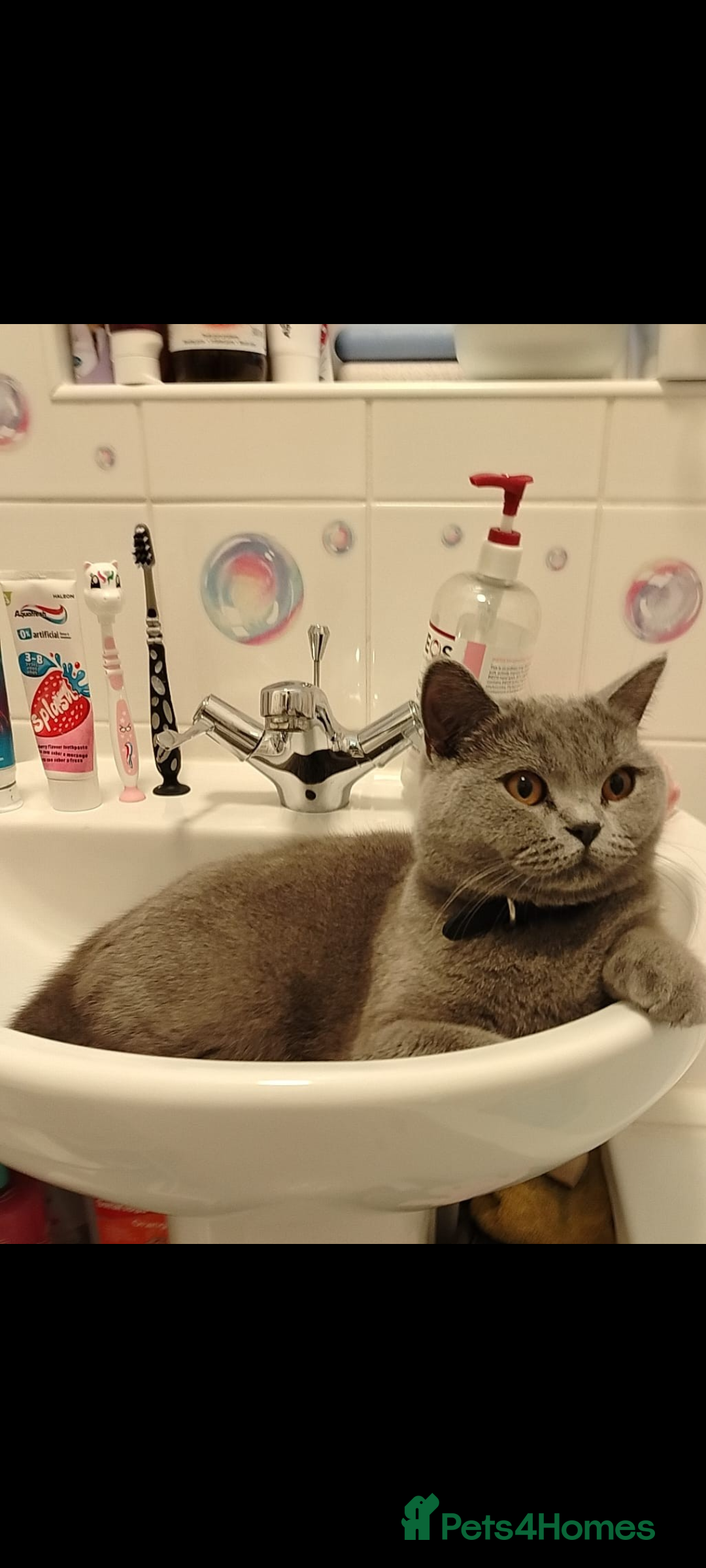 British Shorthair cats for sale: Female British short hair for sale - Image 2