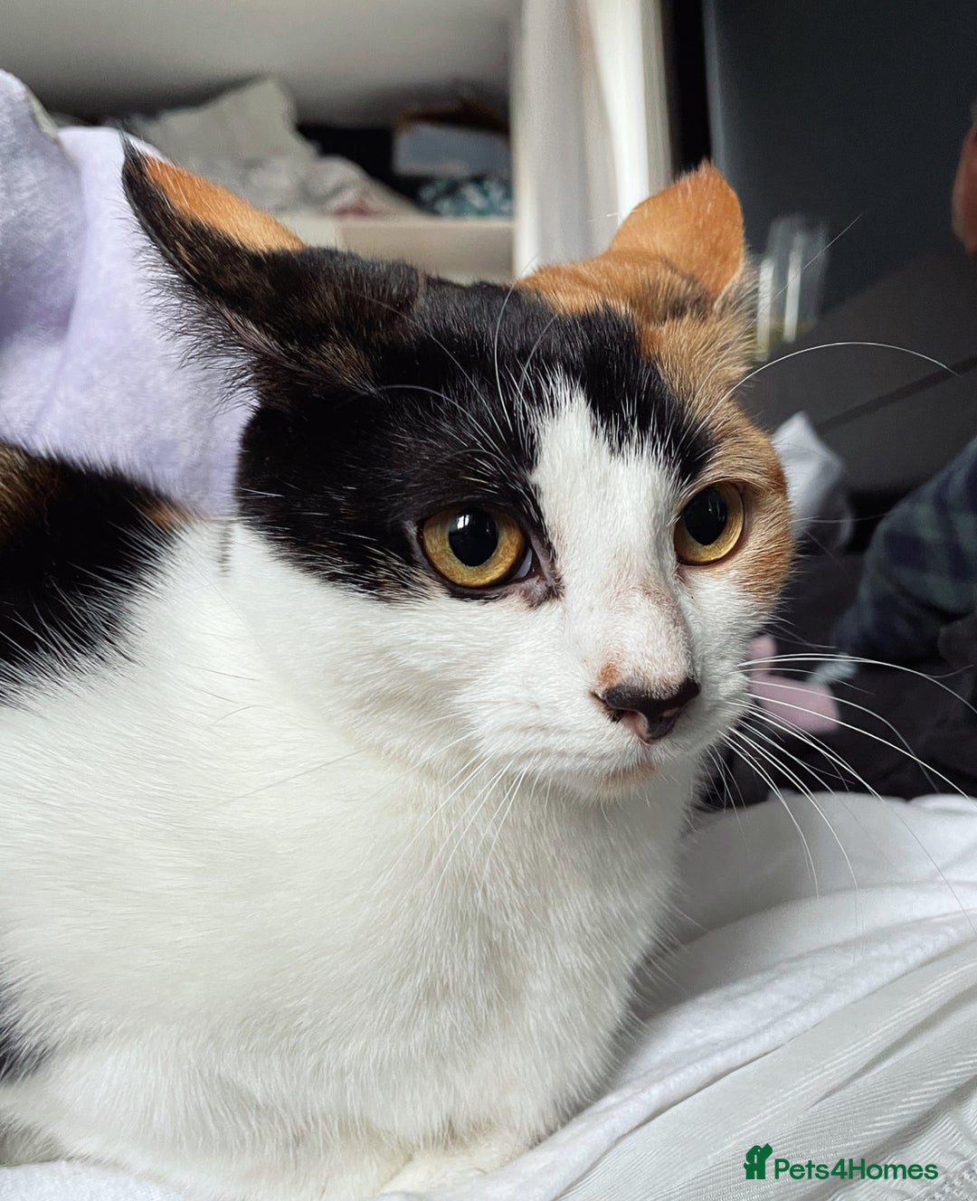 Domestic Shorthair cats for sale: Family cat needs a new home - Advert 3