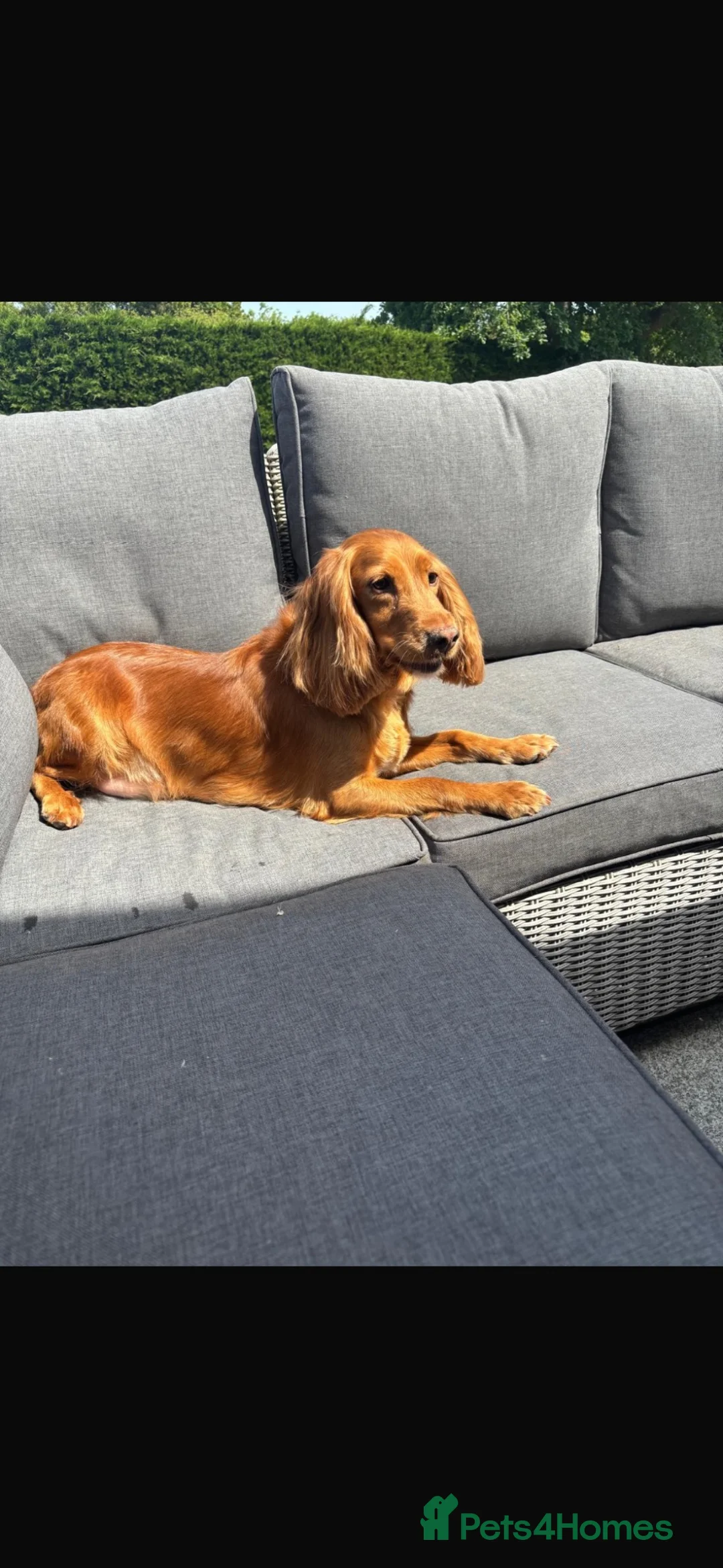 Cocker Spaniel dogs for sale: Cocker spaniel health tested and KC registered  - Advert 3