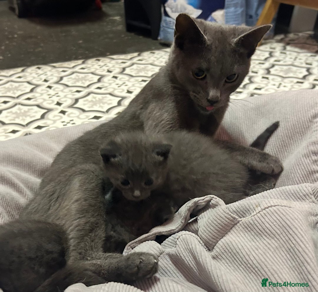 Russian Blue cats for sale: Two beautiful girl Russian blues 🫶 - Image 17