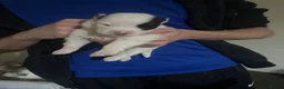 Huskita dogs for sale: 5 beautiful Huskita  - Advert 6