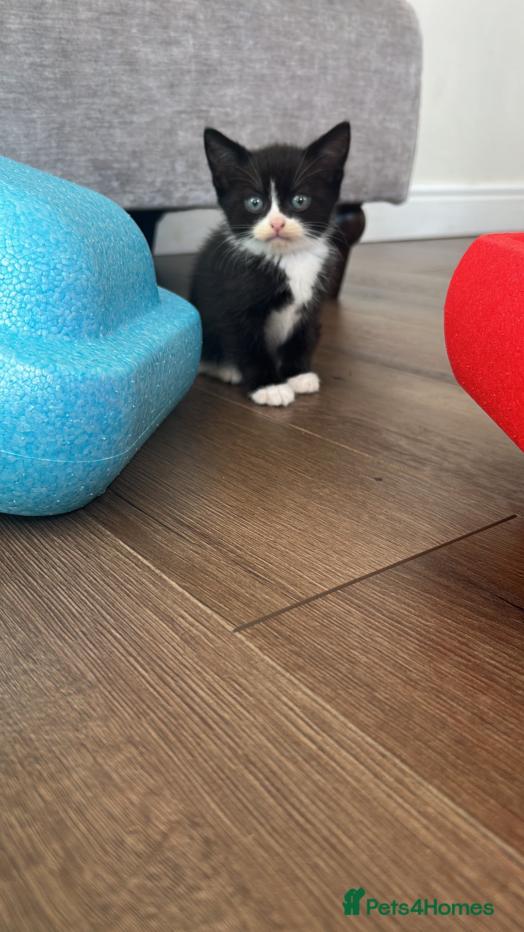 British Shorthair cats for sale: Male British short hair cross - Image 2
