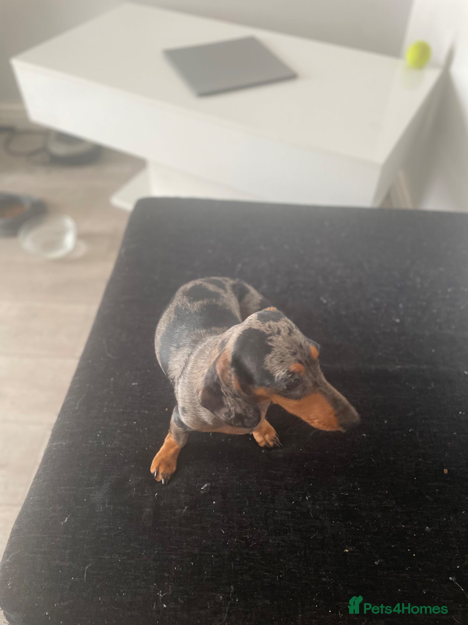 Miniature Dachshund dogs Ryan Goddard  - Advert 3