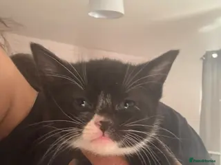 Mixed Breed cats Mixed Russian blue - Advert 11