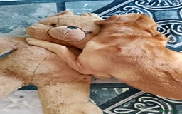 Labrador Retriever dogs for stud: Sir Bonzo - Image 11