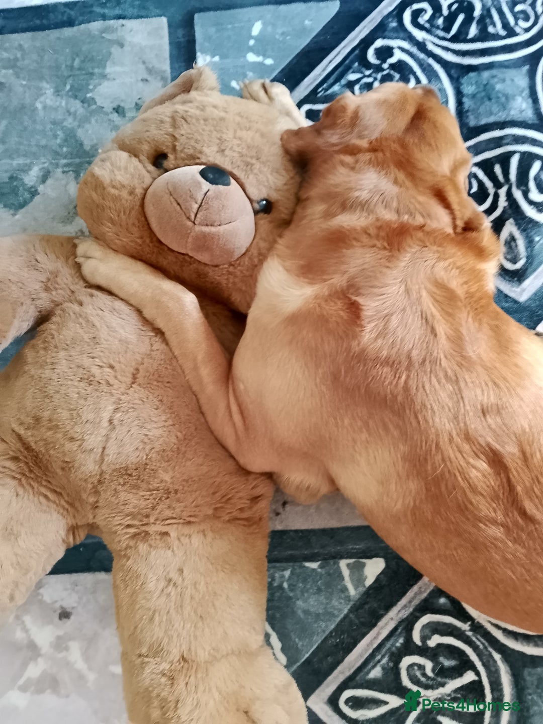 Labrador Retriever dogs for stud: Sir Bonzo - Image 11