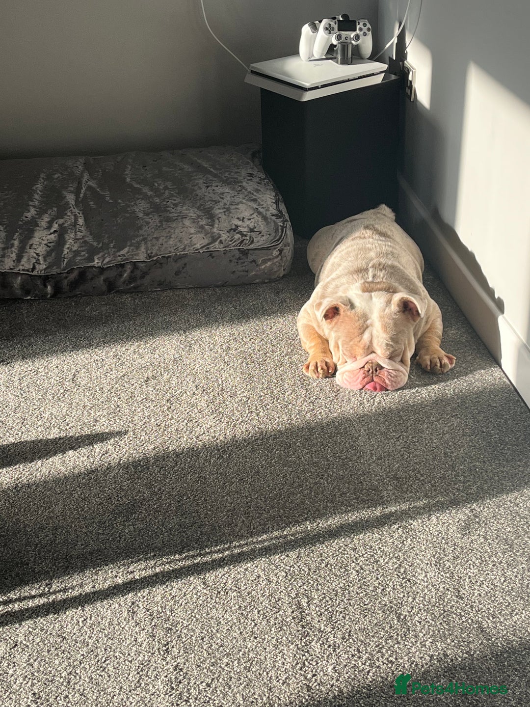 English Bulldog dogs for sale: Male Lilac Merle English bulldog  - Image 3