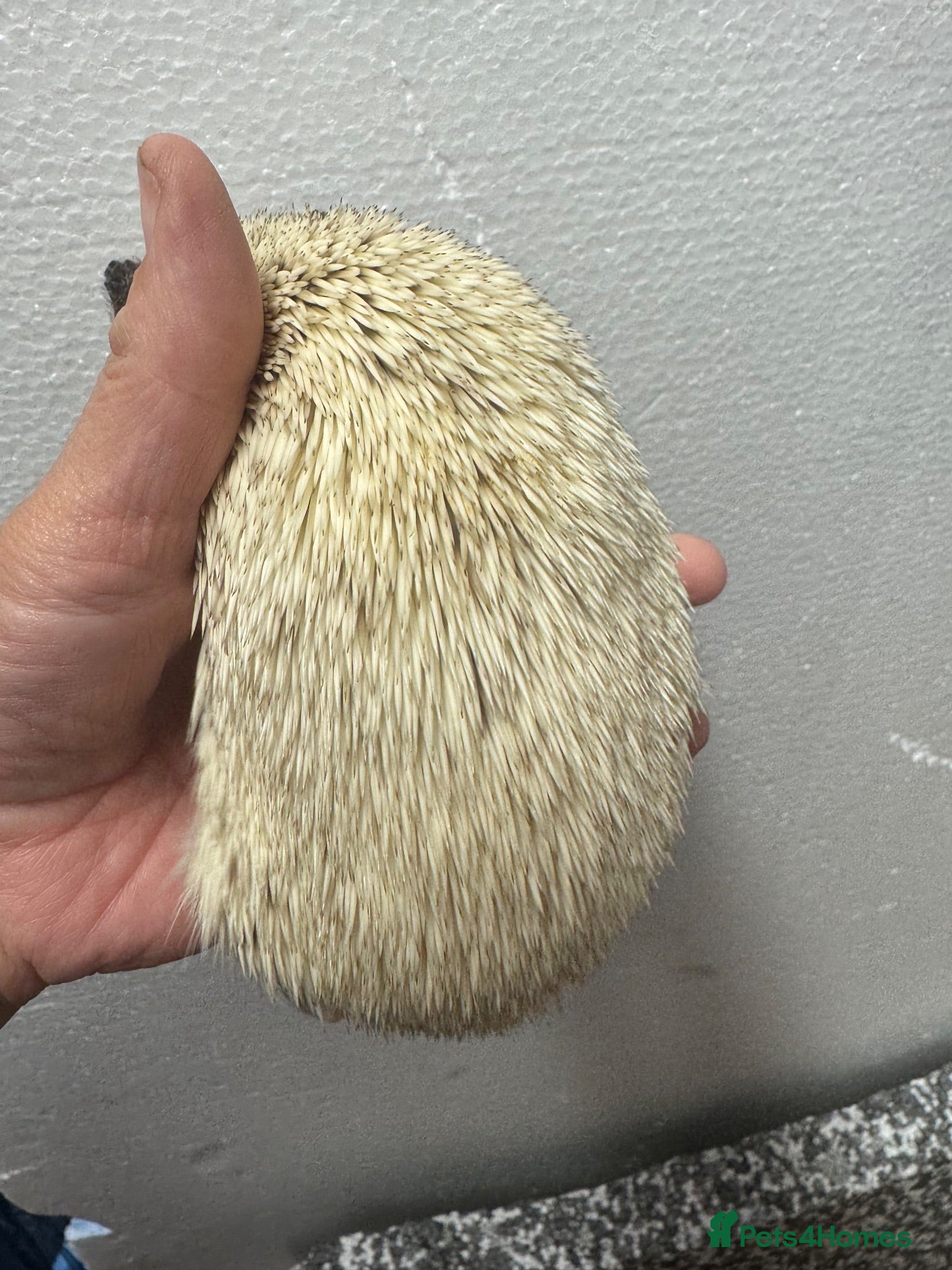 Pygmy Hedgehog rodents 7 mths old platinum girl seeks 5* home  - Advert 2