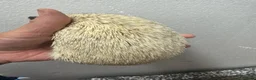 Pygmy Hedgehog rodents for sale: 7 mths old platinum APH girl seeks 5* home /  - Advert 2