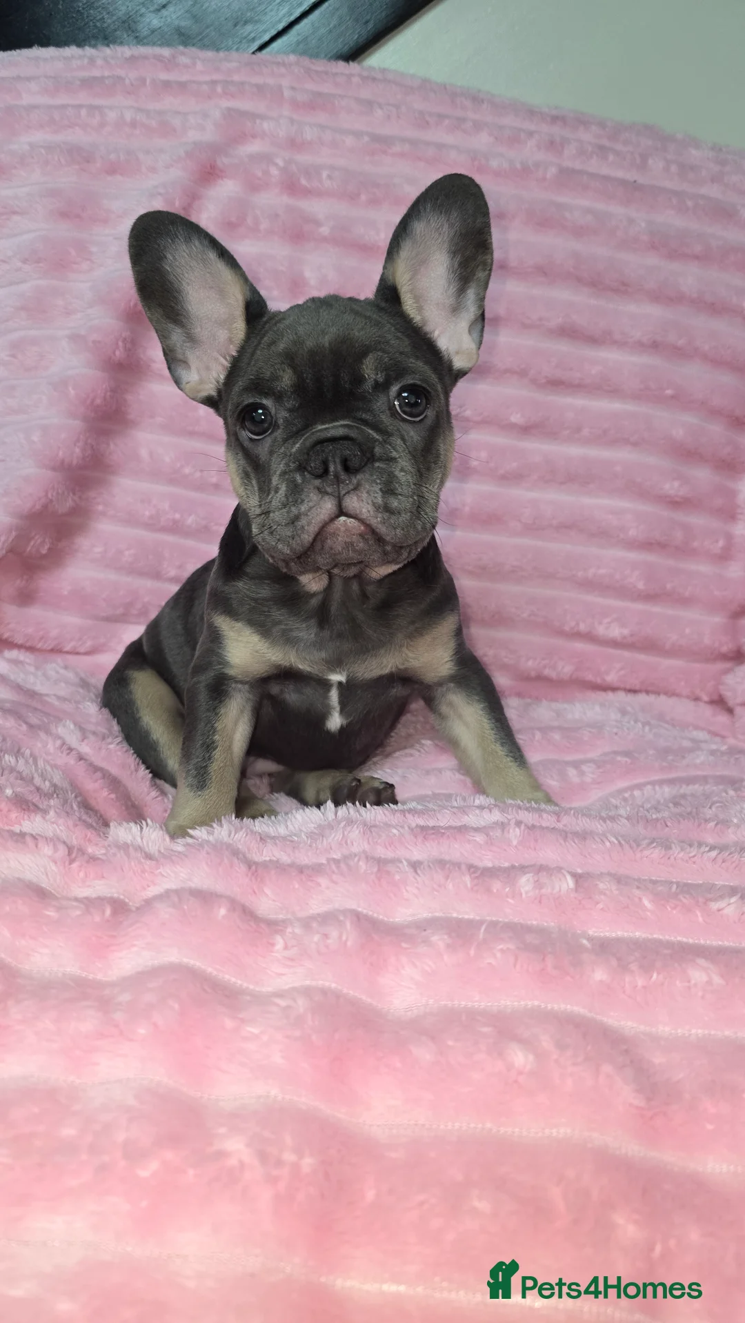 French Bulldog dogs for sale:  french bulldog puppies ( ready now )  - Advert 6