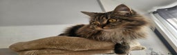 Maine Coon cats for sale: Maine Coon  - Advert 10