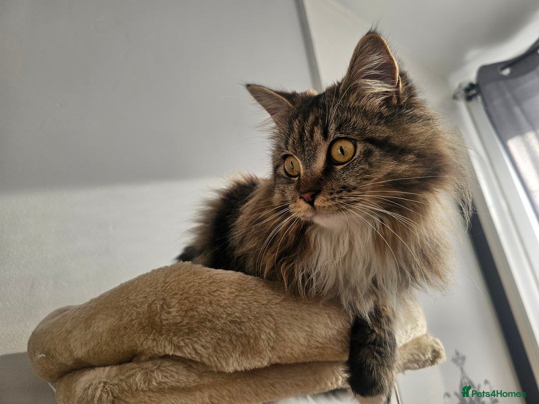 Maine Coon cats for sale: Maine Coon  - Advert 10