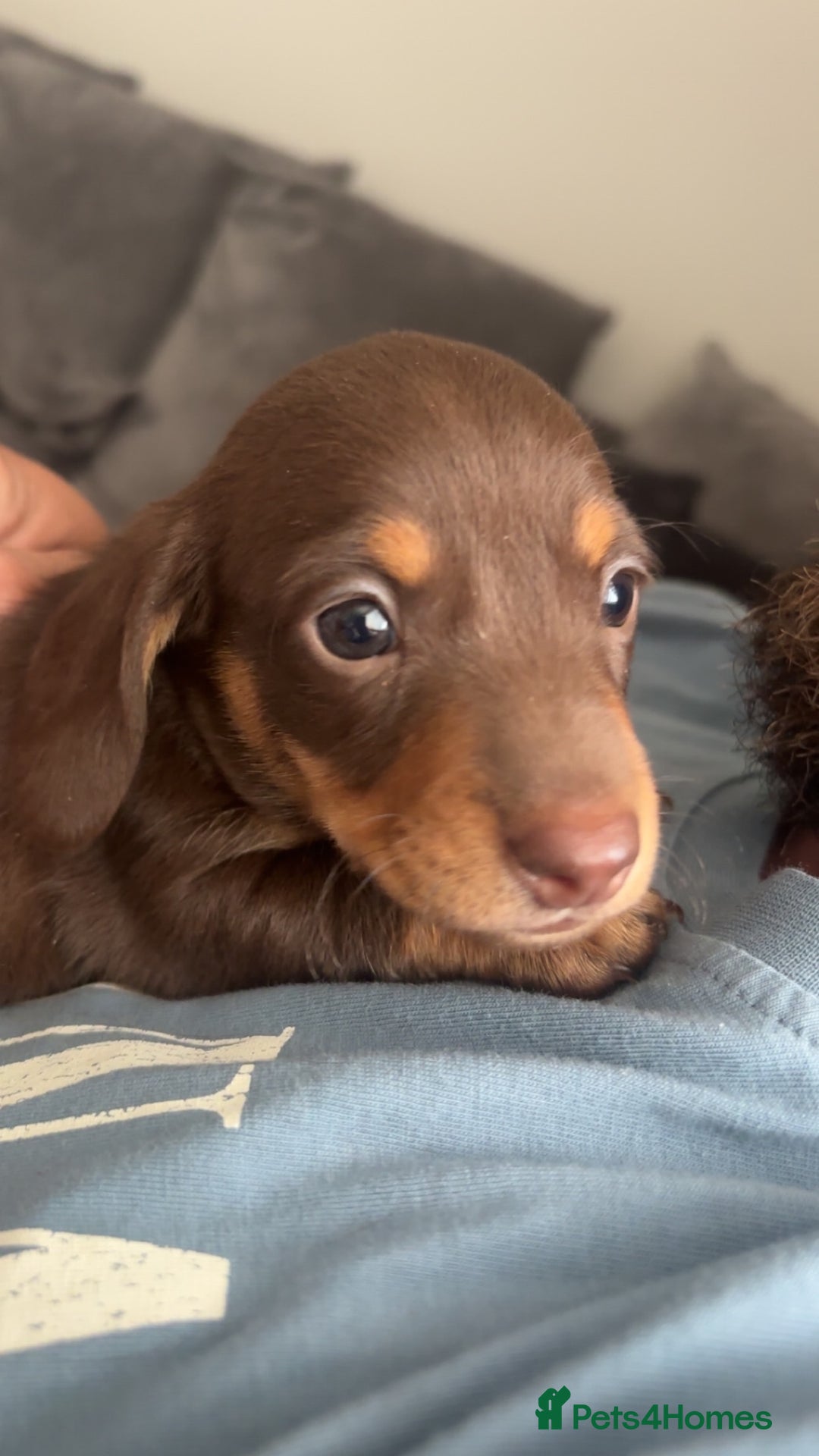 Miniature Dachshund dogs for sale: Miniature dachshunds  - Image 6