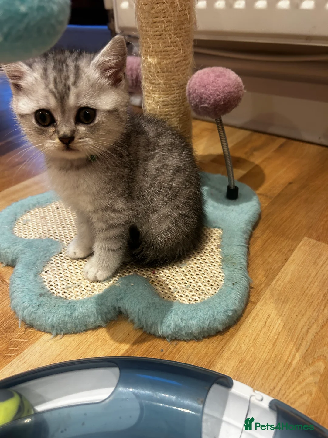 British Shorthair cats for sale: GCCF recommended breeder kittens BSH  - Advert 1