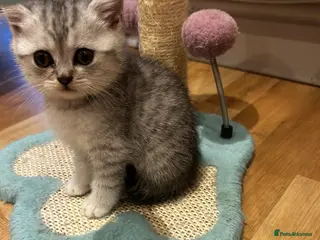 British Shorthair cats GCCF recommended breeder kittens BSH - Advert 4