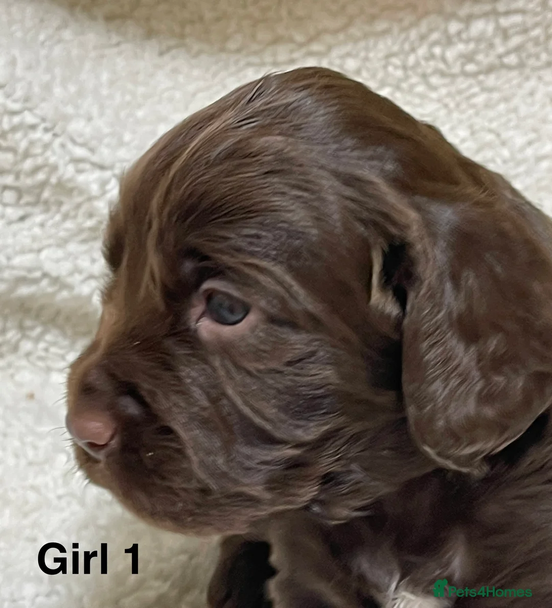 Cocker Spaniel dogs for sale: Working cocker spaniels - Advert 2