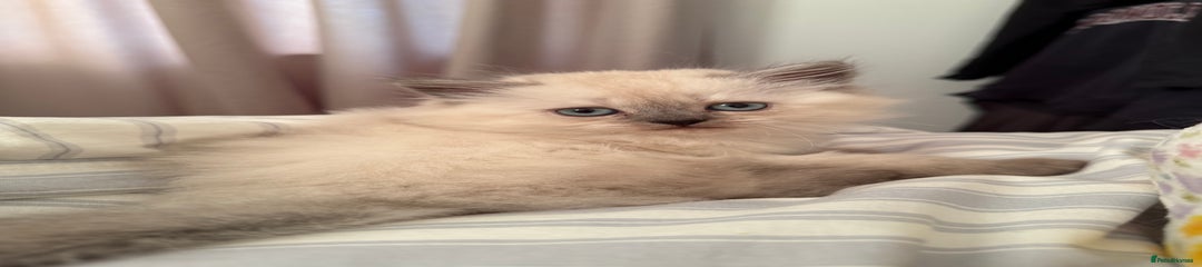 British Shorthair Kitten 3