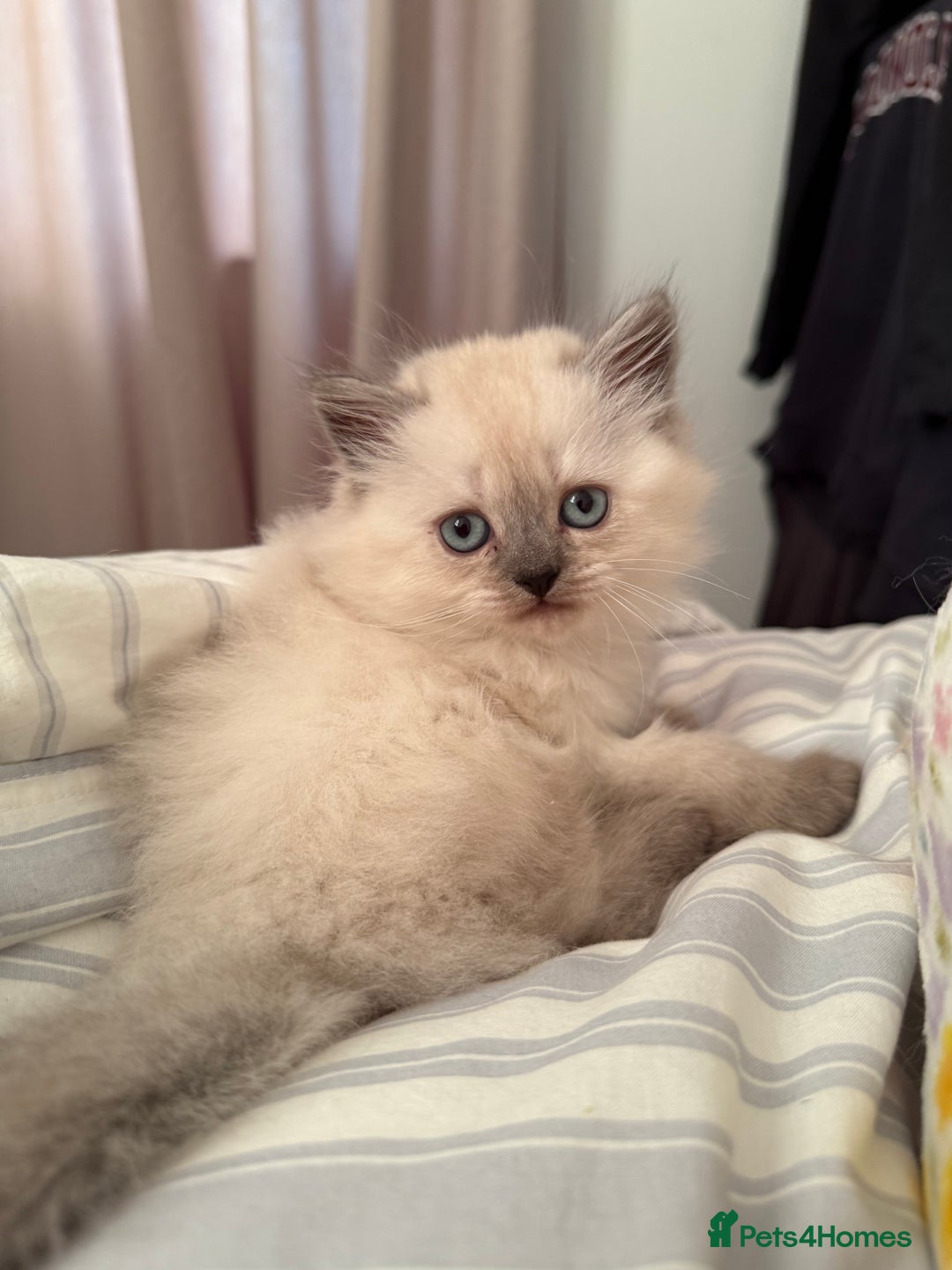 British Shorthair cats for sale: British short hair and Scottish fold  - Image 3