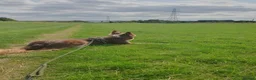 Border Collie dogs for sale: Brown Border Collie - Advert 4