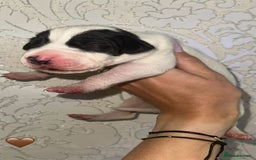 Great Dane dogs for sale: HARLIQUIN & BLACK PUPS KC REGISTERED  - Image 7