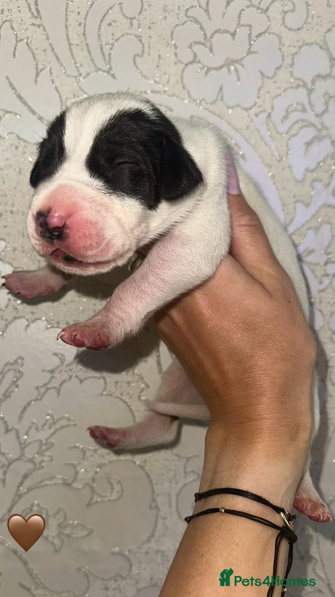 Great Dane dogs for sale: HARLIQUIN & BLACK PUPS KC REGISTERED  - Image 7