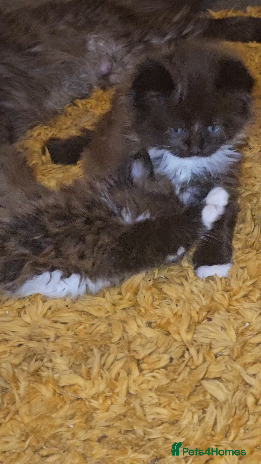 Maine Coon cats for sale: Perfect maine coon cross ragdoll  - Advert 6