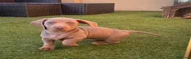 Miniature Dachshund 1