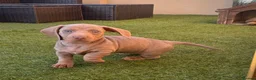 Miniature Dachshund dogs for sale: 3 female minature dachshund puppies  - Advert 7