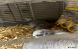 Mini Lop rabbits for sale: 2 baby mini lop bunnies  - Image 10