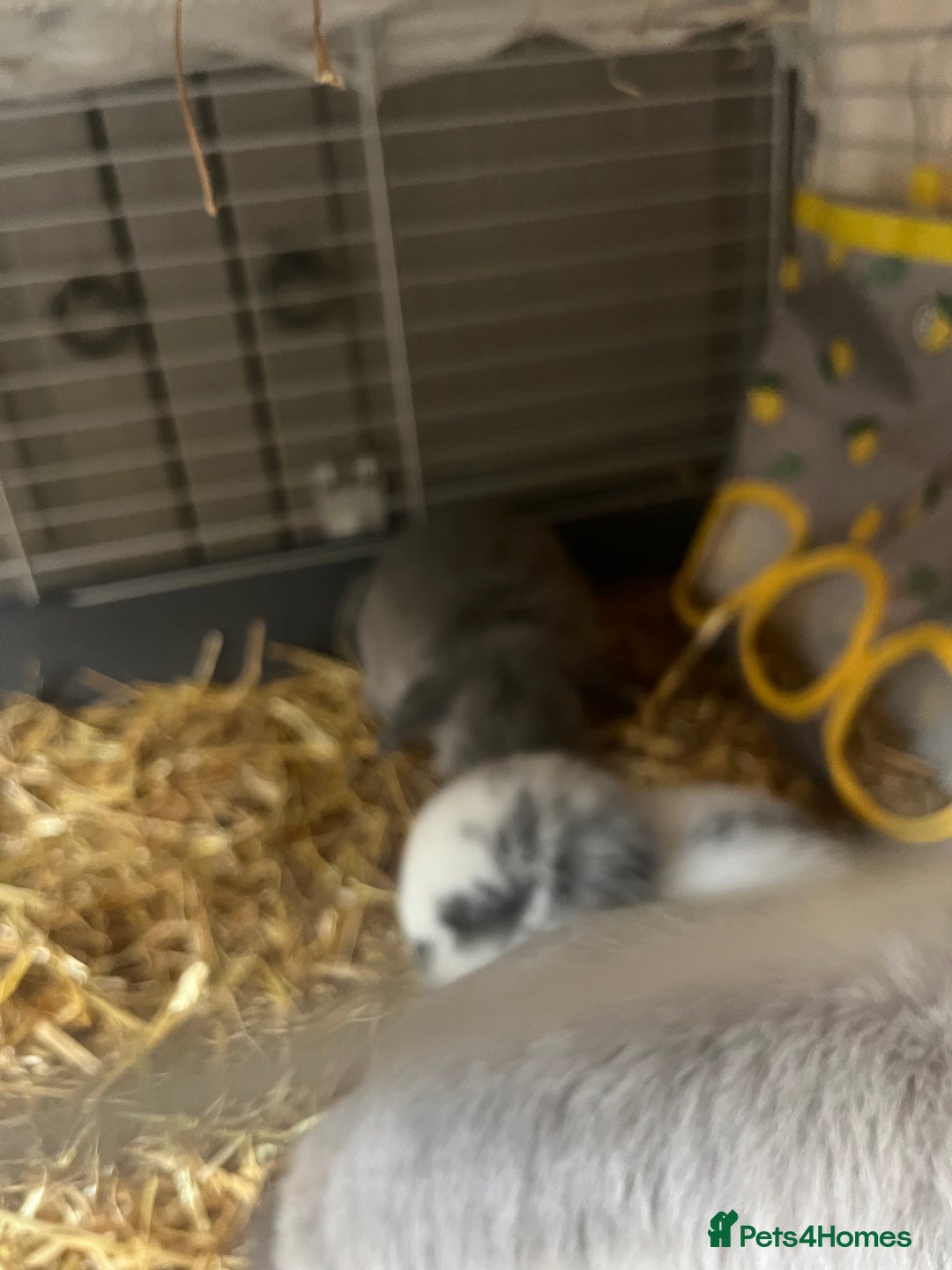 Mini Lop rabbits for sale: 2 baby mini lop bunnies  - Image 10