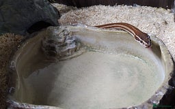 Snake reptiles for sale: African House snake - Image 3
