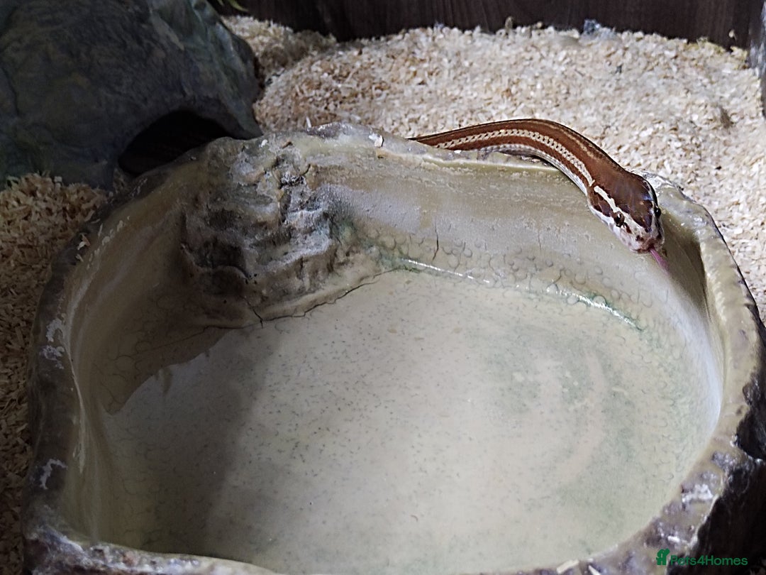Snake reptiles for sale: African House snake - Image 3