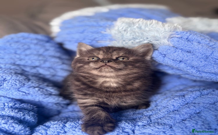 British Shorthair cats - Advert 1