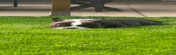 American Bully dogs for sale: Beautiful Pocket Bullies ABKC Registered  - Advert 7