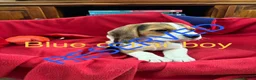 Beagle dogs for sale: Beautiful Beagle Puppies for sale - Advert 6