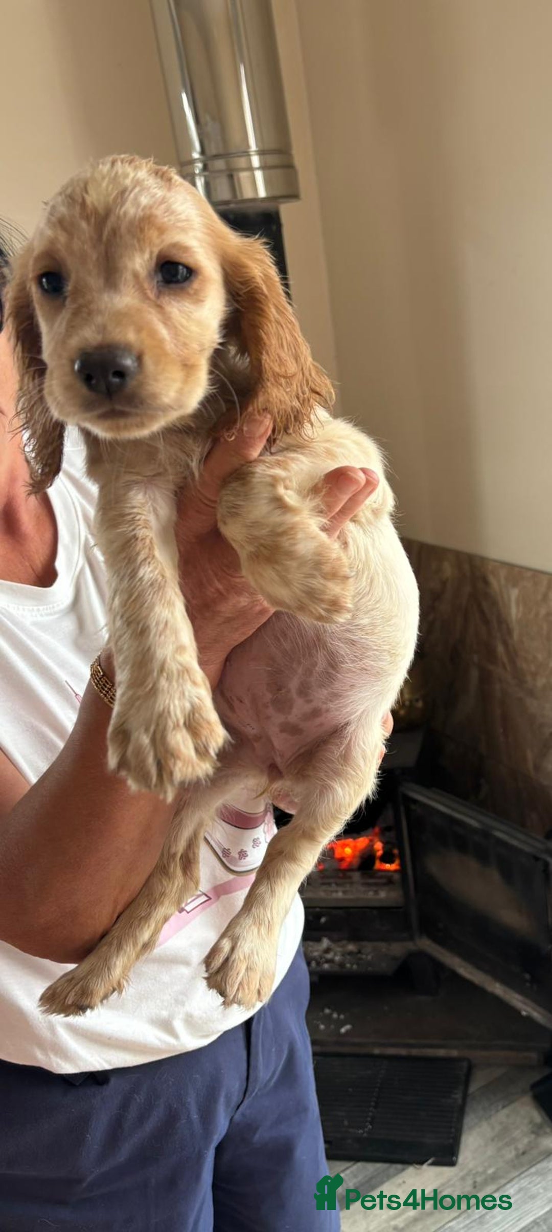 Sprocker dogs for sale: Sprocker  - Image 1