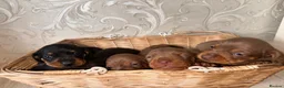 Dachshund dogs for sale: Dachshund  - Advert 6