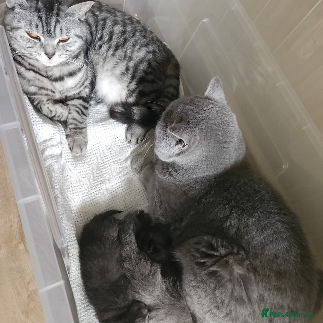British Shorthair cats for sale: 2x british short hair kittens for sale - Image 13
