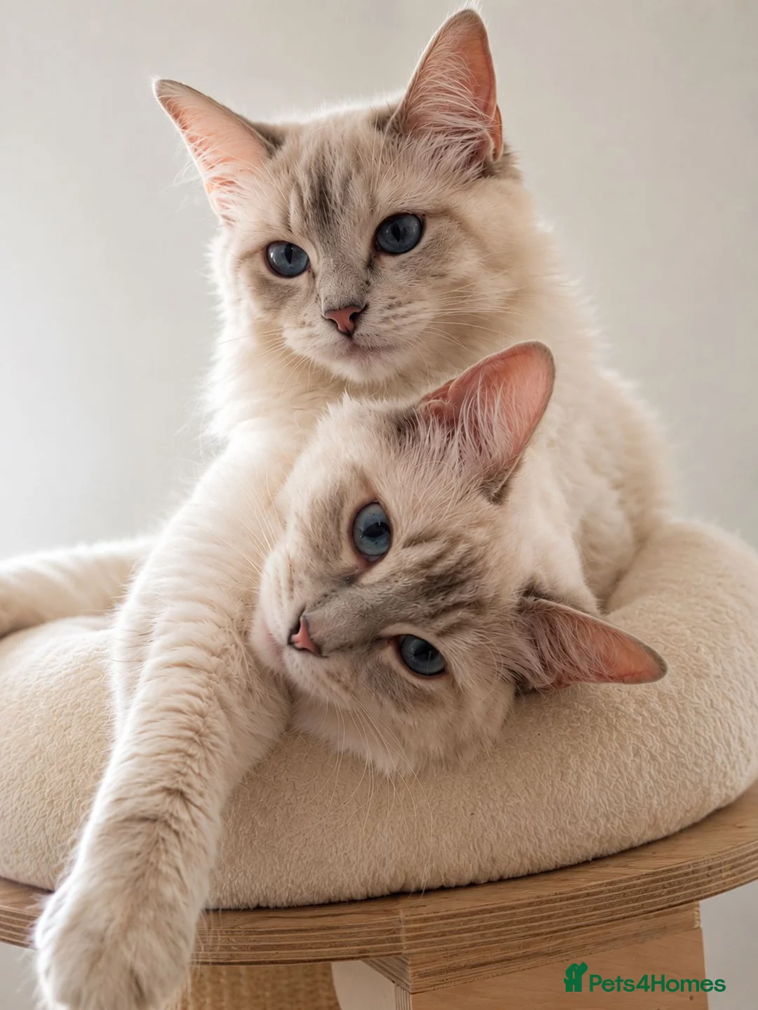 Ragdoll cats for sale: Lilac Lynx Ragdoll Aristocats  - Advert 2