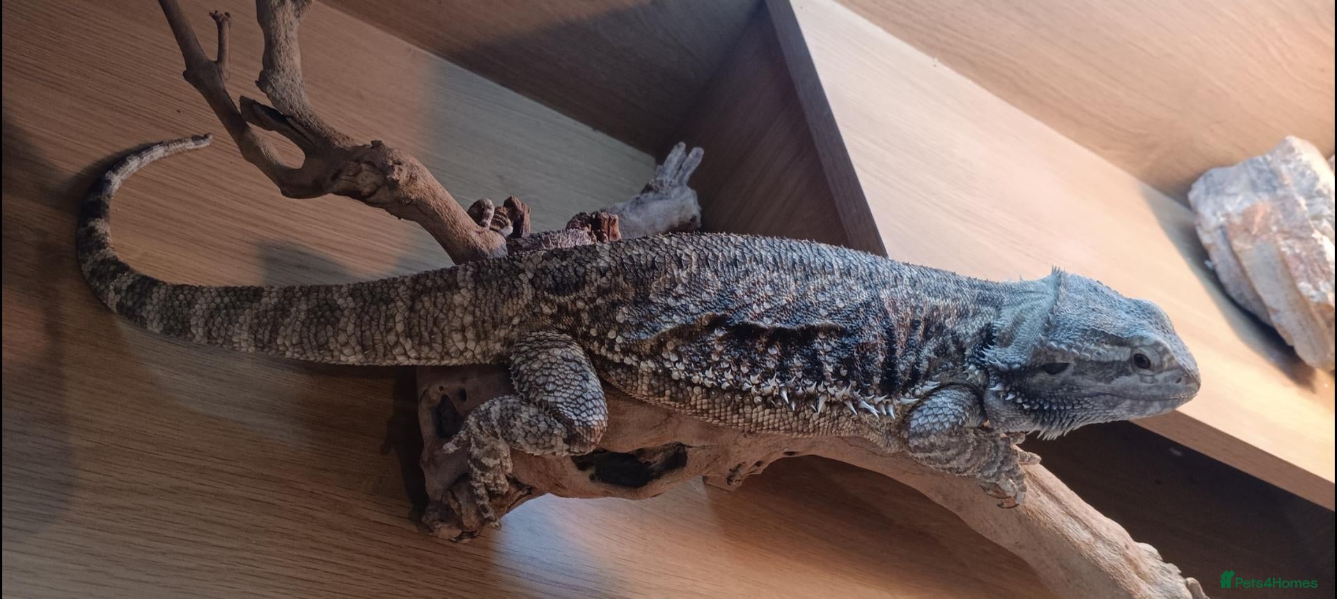 Bearded Dragon reptiles Bearded Dragon for Sale - Advert 1