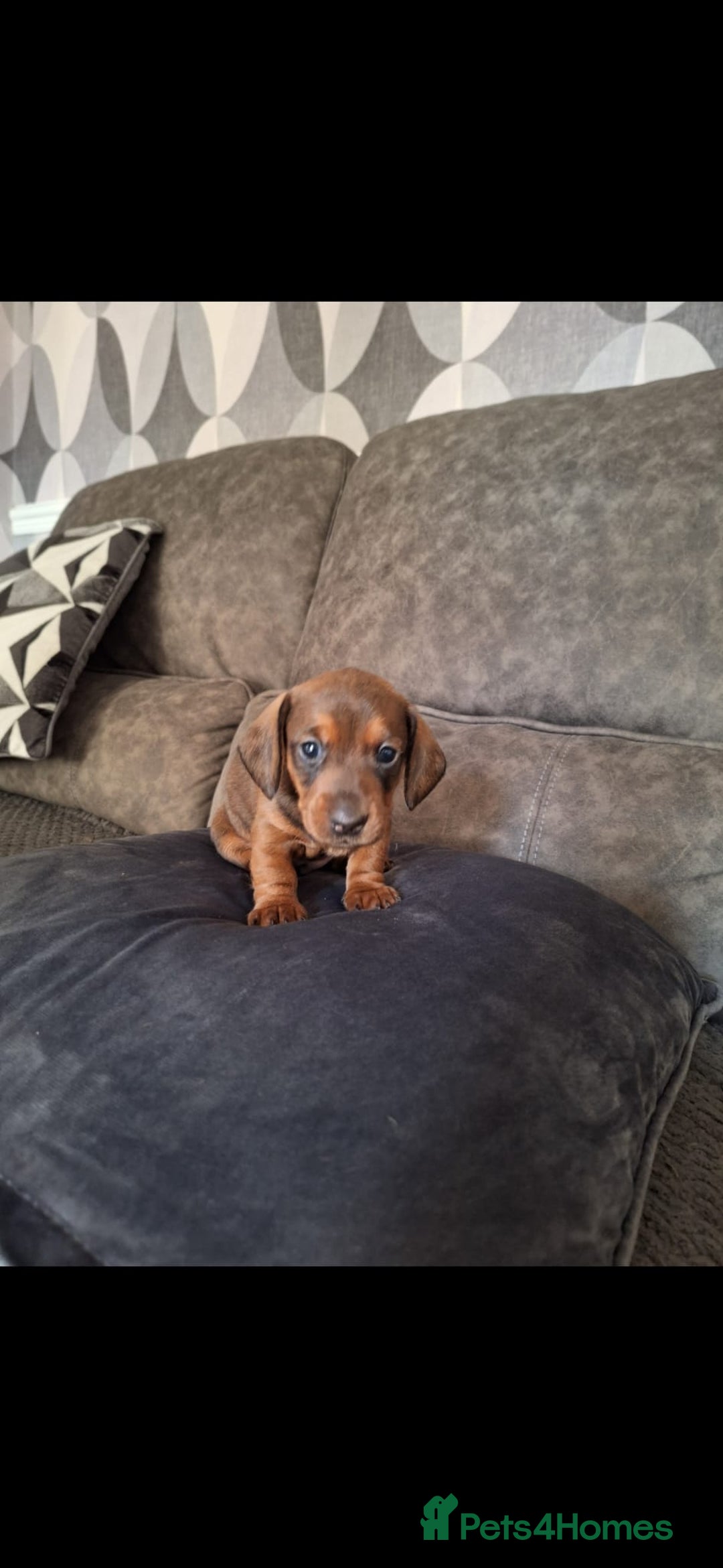Miniature Dachshund dogs for sale: Miniature Dachshund Puppy  - Advert 1