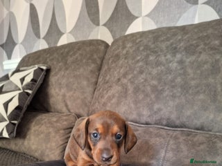 Miniature Dachshund dogs Miniature Dachshund Puppy - Advert 1