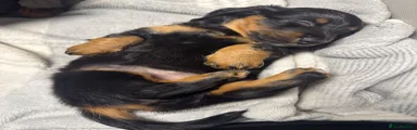 Long Haired Black and Tan Girl