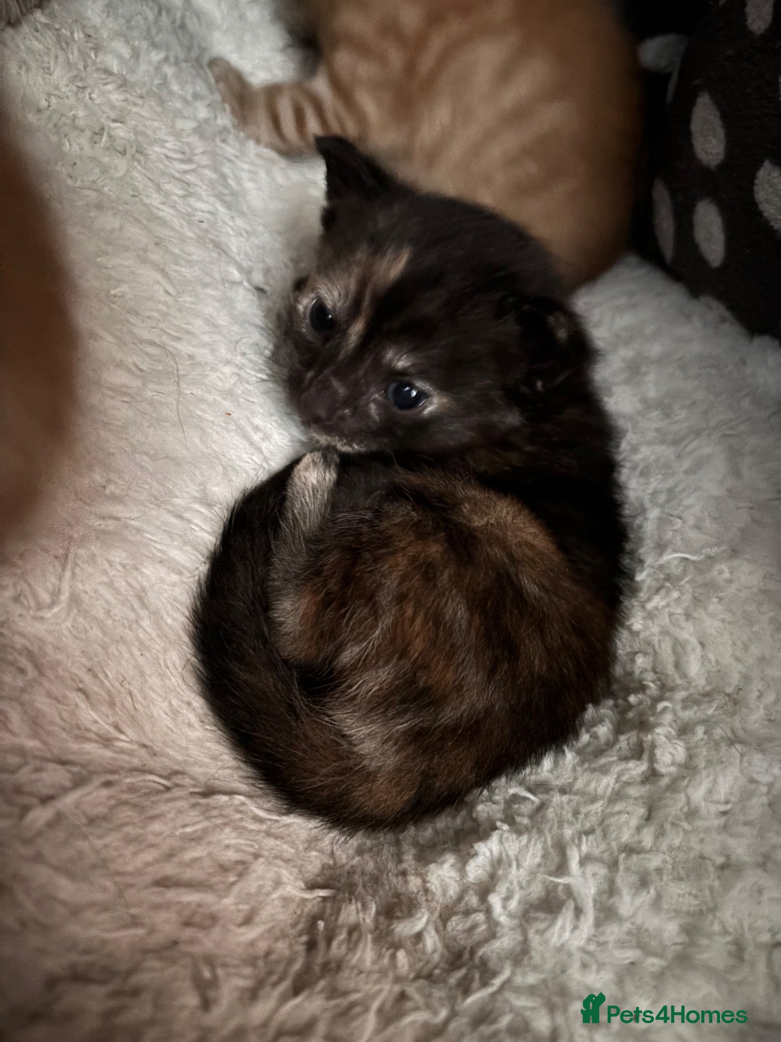 Domestic Shorthair cats Beautiful Kittens - Advert 21