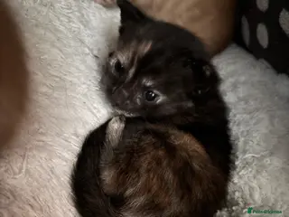 Domestic Shorthair cats Beautiful Kittens - Advert 21