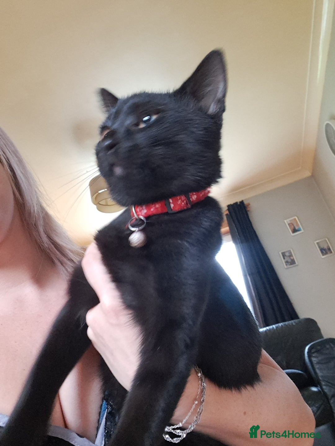 Mixed Breed cats for sale: 6 month old bengal×domestic short hair - Advert 3