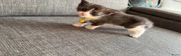Maine Coon cats for sale: mainecoon kittens  - Advert 18