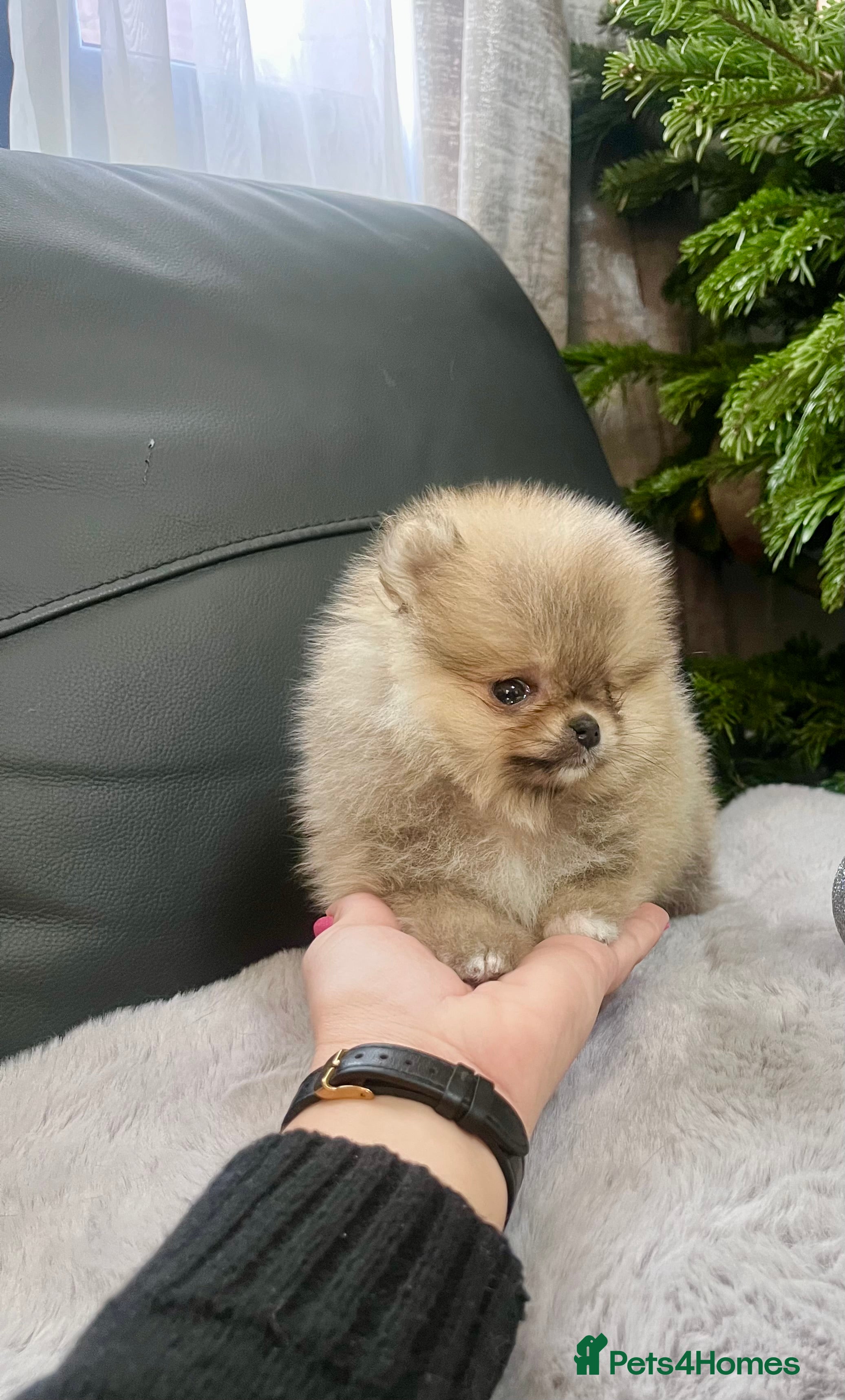 Pomeranian dogs 🔥Very Small 500gr.at 8weeks🐻Teddy Bear   - Advert 2