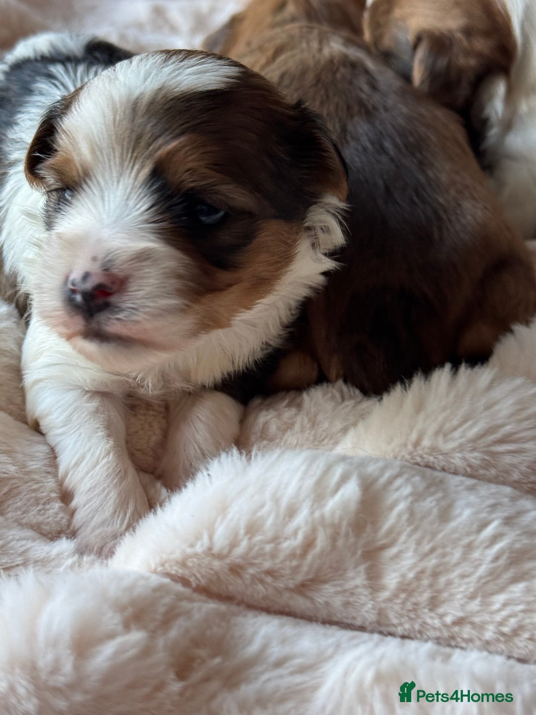 Yorkshire Terrier dogs for sale: Adorable Health Tested Coloured Yorkies (Biewer)  - Advert 12