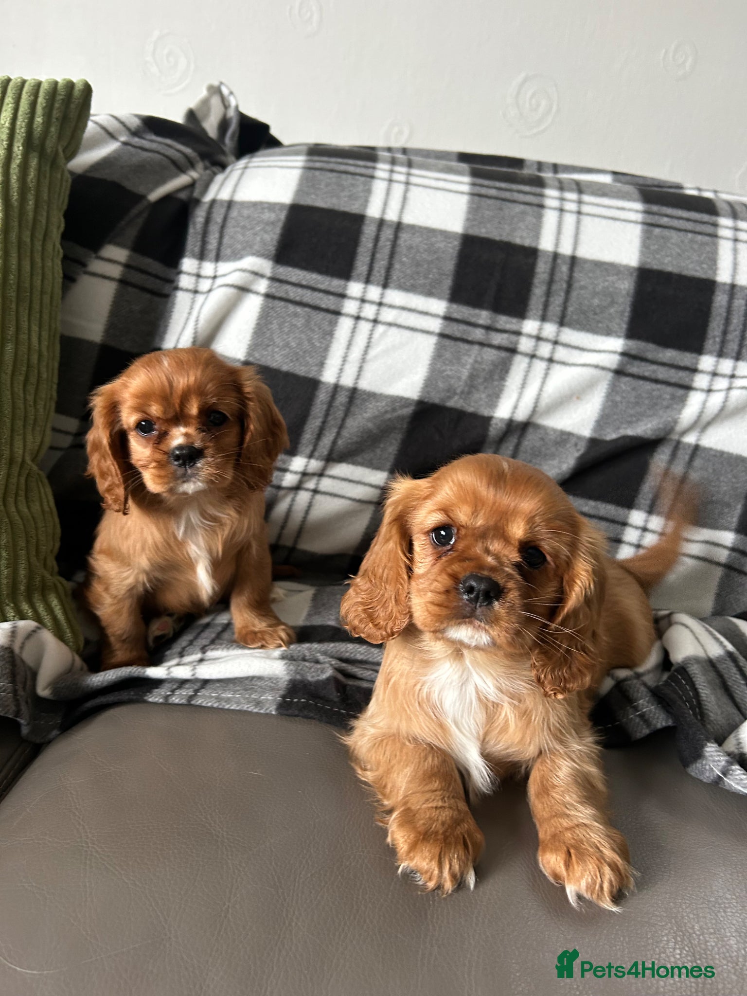 Cavalier King Charles Spaniel dogs Cavalier King Charles spaniel puppies - Advert 3